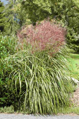 Olifantsgras Miscanthus sinensis 5-10 pot P9 Miscanthus sinensis