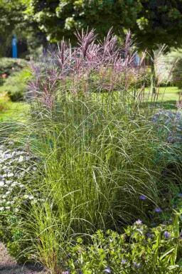 Miscanthus sinensis