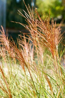 Prachtriet Miscanthus sinensis 'Red Chief' 5-10 pot P9 Miscanthus sinensis 'Red Chief'