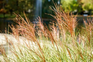 Prachtriet Miscanthus sinensis 'Red Chief' 5-10 pot P9 Miscanthus sinensis 'Red Chief'