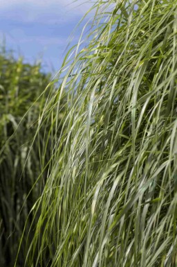 Olifantengras Miscanthus sinensis 'Zebrinus' 5-10 pot P9 Miscanthus sinensis 'Zebrinus'
