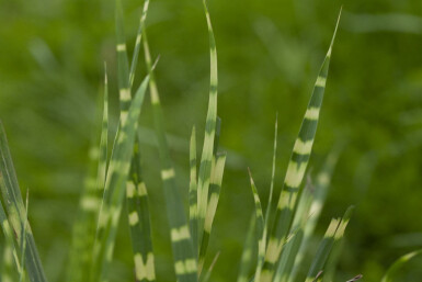 Miscanthus sinensis 'Zebrinus'