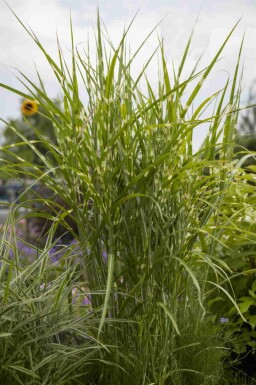 Miscanthus sinensis 'Zebrinus'