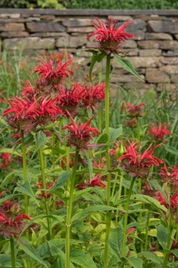 Bergamotplant Monarda fistulosa 'Gardenview Scarlet' 5-10 pot P9 Monarda fistulosa 'Gardenview Scarlet'
