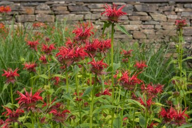 Monarda fistulosa 'Gardenview Scarlet'