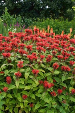 Bergamotplant Monarda fistulosa 'Jacob Cline' 5-10 pot P9 Monarda fistulosa 'Jacob Cline'