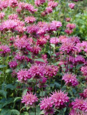 Monarda fistulosa 'Marshall's Delight'