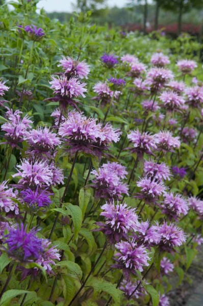 Wilde bergamot Monarda fistulosa 'Prärienacht' 5-10 pot P9 Monarda fistulosa 'Prärienacht'