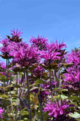 Bergamotplant Monarda fistulosa 'Scorpion' 5-10 pot P9 Monarda fistulosa 'Scorpion'