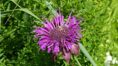 Bergamotplant Monarda fistulosa 'Scorpion' 5-10 pot P9 Monarda fistulosa 'Scorpion'