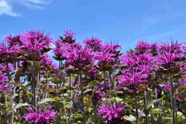 Monarda fistulosa 'Scorpion'