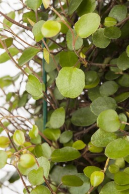 Muehlenbeckia axillaris