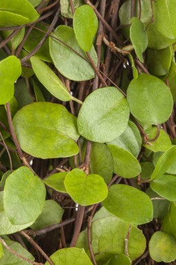 Mattenplant Muehlenbeckia axillaris 5-10 pot P9 Muehlenbeckia axillaris