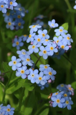 Moerasvergeet-mij-nietje Myosotis palustris 5-10 pot P9 Myosotis palustris