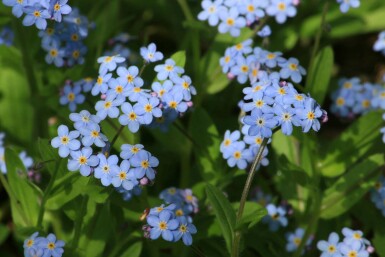 Moerasvergeet-mij-nietje Myosotis palustris 5-10 pot P9 Myosotis palustris