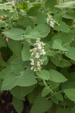 Nepeta cataria