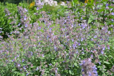 Nepeta faassenii 'Dropmore'