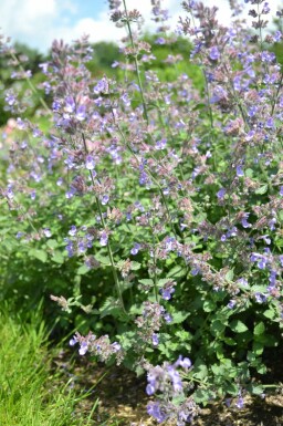Nepeta faassenii 'Dropmore'
