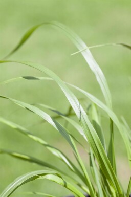 Lampepoetsersgras Pennisetum alopecuroides 'Viridescens' 5-10 pot P9 Pennisetum alopecuroides 'Viridescens'
