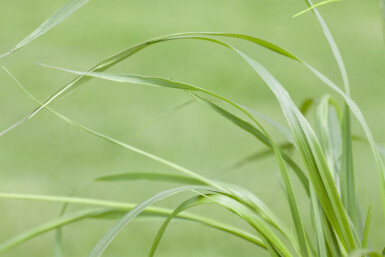 Pennisetum alopecuroides 'Viridescens'