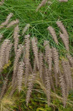 Lampepoetsersgras Pennisetum orientale 'Karley Rose' 5-10 pot P9 Pennisetum orientale 'Karley Rose'