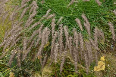Lampepoetsersgras Pennisetum orientale 'Karley Rose' 5-10 pot P9 Pennisetum orientale 'Karley Rose'
