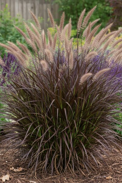 Pennisetum advena 'Summer Samba'