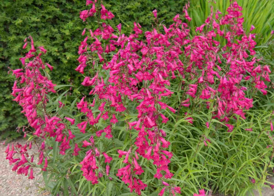 Baardbloem Penstemon hartwegii 'Andenken an Friedrich Hahn' 5-10 pot P9 Penstemon hartwegii 'Andenken an Friedrich Hahn'