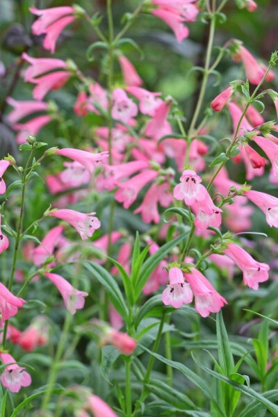 Penstemon hartwegii 'Apple Blossom'