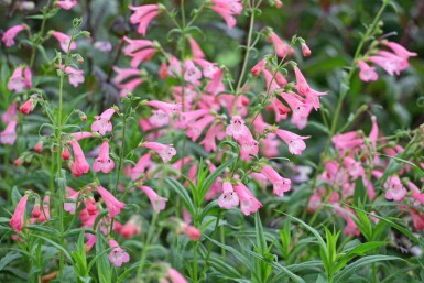 Trompetbloem Penstemon hartwegii 'Apple Blossom' 5-10 pot P9 Penstemon hartwegii 'Apple Blossom'