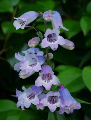 Slangenkop Penstemon 'Sour Grapes' 5-10 pot P9 Penstemon 'Sour Grapes'