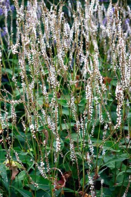 Persicaria amplexicaulis 'Alba'