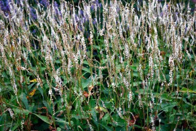 Persicaria amplexicaulis 'Alba'