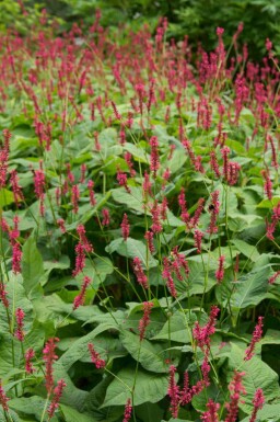 Persicaria amplexicaulis 'Blackfield'