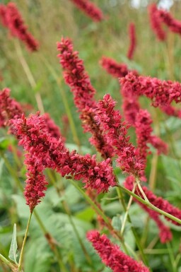 Duizendknoop Persicaria amplexicaulis 'Fat Domino' 5-10 pot P9 Persicaria amplexicaulis 'Fat Domino'