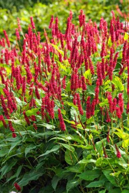 Persicaria amplexicaulis