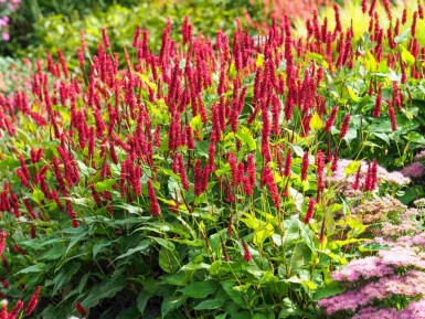 Persicaria amplexicaulis