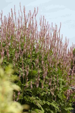Duizendknoop Persicaria amplexicaulis 'Pink Elephant' 5-10 pot P9 Persicaria amplexicaulis 'Pink Elephant'