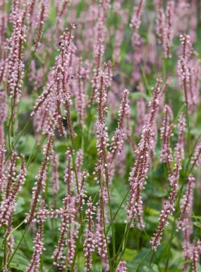 Persicaria amplexicaulis 'Rosea'