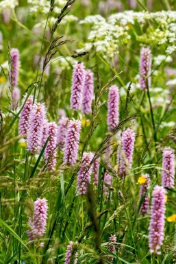 Adderwortel Persicaria bistorta 5-10 pot P9 Persicaria bistorta