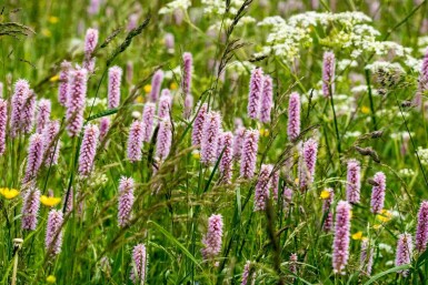 Adderwortel Persicaria bistorta 5-10 pot P9 Persicaria bistorta