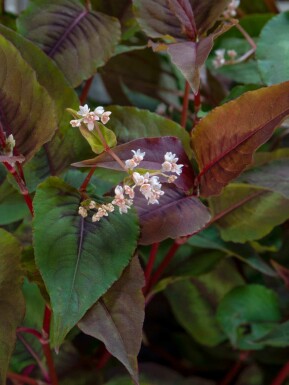 Duizendknoop Persicaria microcephala 'Red Dragon' 5-10 pot P9 Persicaria microcephala 'Red Dragon'