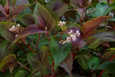 Persicaria microcephala 'Red Dragon'