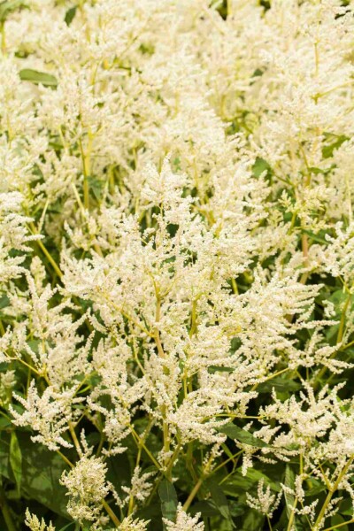 Persicaria polymorpha