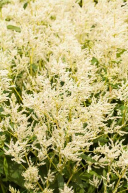 Reuzenduizendknoop Persicaria polymorpha 5-10 pot P9 Persicaria polymorpha