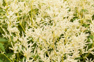 Reuzenduizendknoop Persicaria polymorpha 5-10 pot P9 Persicaria polymorpha