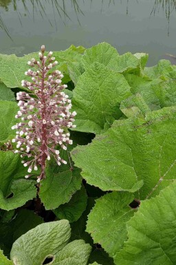 Petasites hybridus