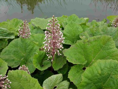 Petasites hybridus