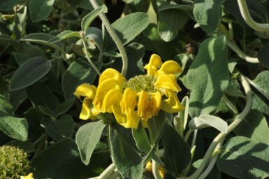 Brandkruid Phlomis fruticosa 5-10 pot P9 Phlomis fruticosa