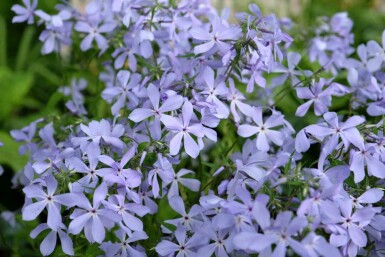 Vlambloem Phlox divaricata 'Clouds of Perfume' 5-10 pot P9 Phlox divaricata 'Clouds of Perfume'